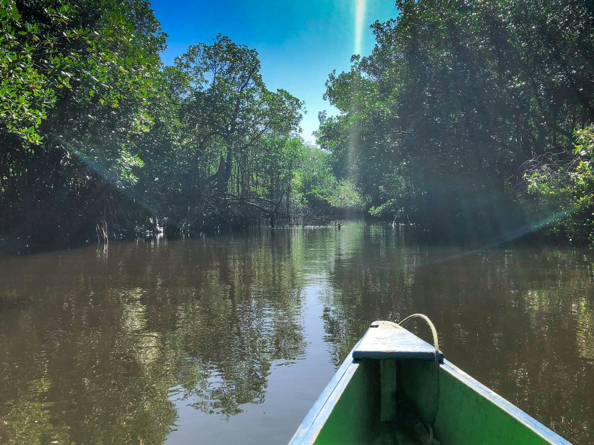 Proyecto Conservación de Bosques tweet media