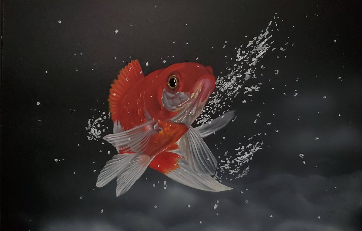 fish no humans animal focus animal goldfish water splashing  illustration images