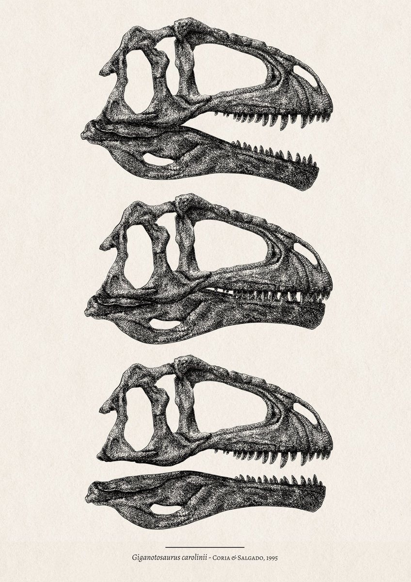🦖 𝘎𝘪𝘨𝘢𝘯𝘰𝘵𝘰𝘴𝘢𝘶𝘳𝘶𝘴 𝘤𝘢𝘳𝘰𝘭𝘪𝘯𝘪𝘪 skulls

#giganotosaurus #giganotosauruscarolinii #carcharodontosauridae #paleoillustration #paleoillustrator #skullart #dotart #digitalart #madeinaffinity #madewithaffinityphoto