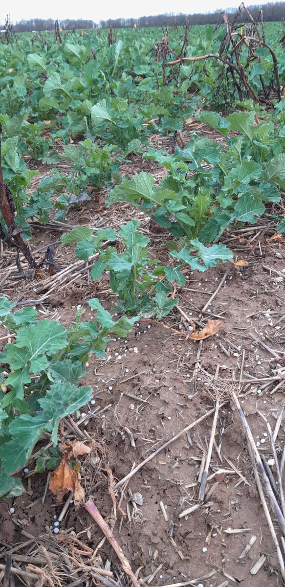 C'est reparti pour les mises en place d'essais #fertilisation #blé #colza
<a href="/noriapcoop/">noriap</a> <a href="/agrosolutions/">Agrosolutions 🔍 💧 🌾 🤝</a> <a href="/GuillaumeBOYET/">Guillaume Boyet - NORIAP 🧢</a> <a href="/yara/">Yara International</a> <a href="/agritof80/">ChristopheB.</a> <a href="/terresinovia/">Terres Inovia</a> <a href="/HubertLecat/">Lecat Hubert NORIAP</a> <a href="/GeraldinePoiret/">Poiret Géraldine</a> <a href="/EstelleCleuet/">Cleuet Estelle NORIAP</a> <a href="/ReneePREVOST80/">Renée PREVOST (NORIAP)</a> <a href="/SucNicolas/">Suc Nicolas</a> <a href="/JVansuyt_FD/">Jérôme Vansuyt</a>