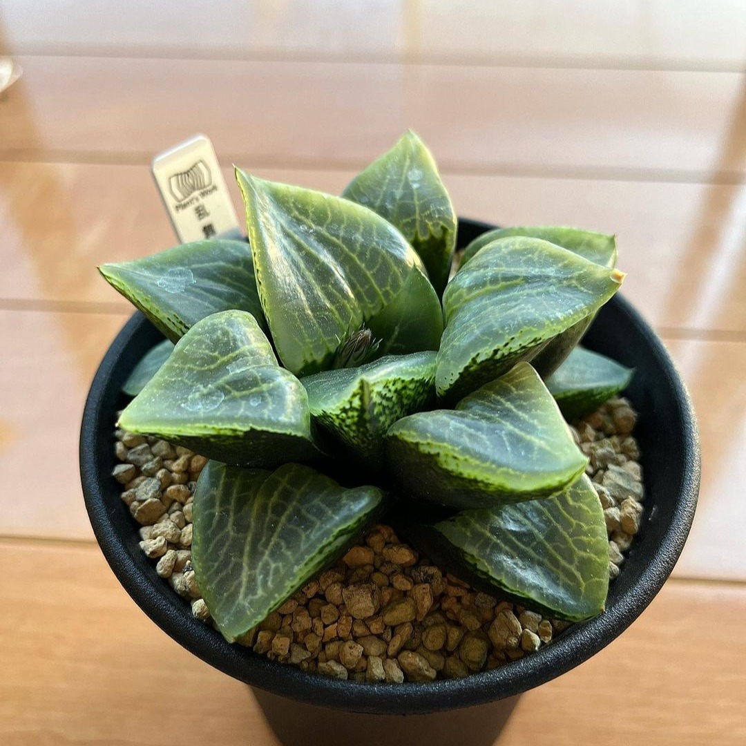 Jane_yumi_'s tweet photo. 狂喜乱舞は買えなかったけど…
ついに我が家にも乱舞が!🎉
#agave
#植物のある暮らし
#植栽
#ガーデン
#ガーデニング
#多肉植物
#ロストラータ
#アガベ好きな人と繋がりたい
#アガベ https://t.co/oveP7IZ1UZ