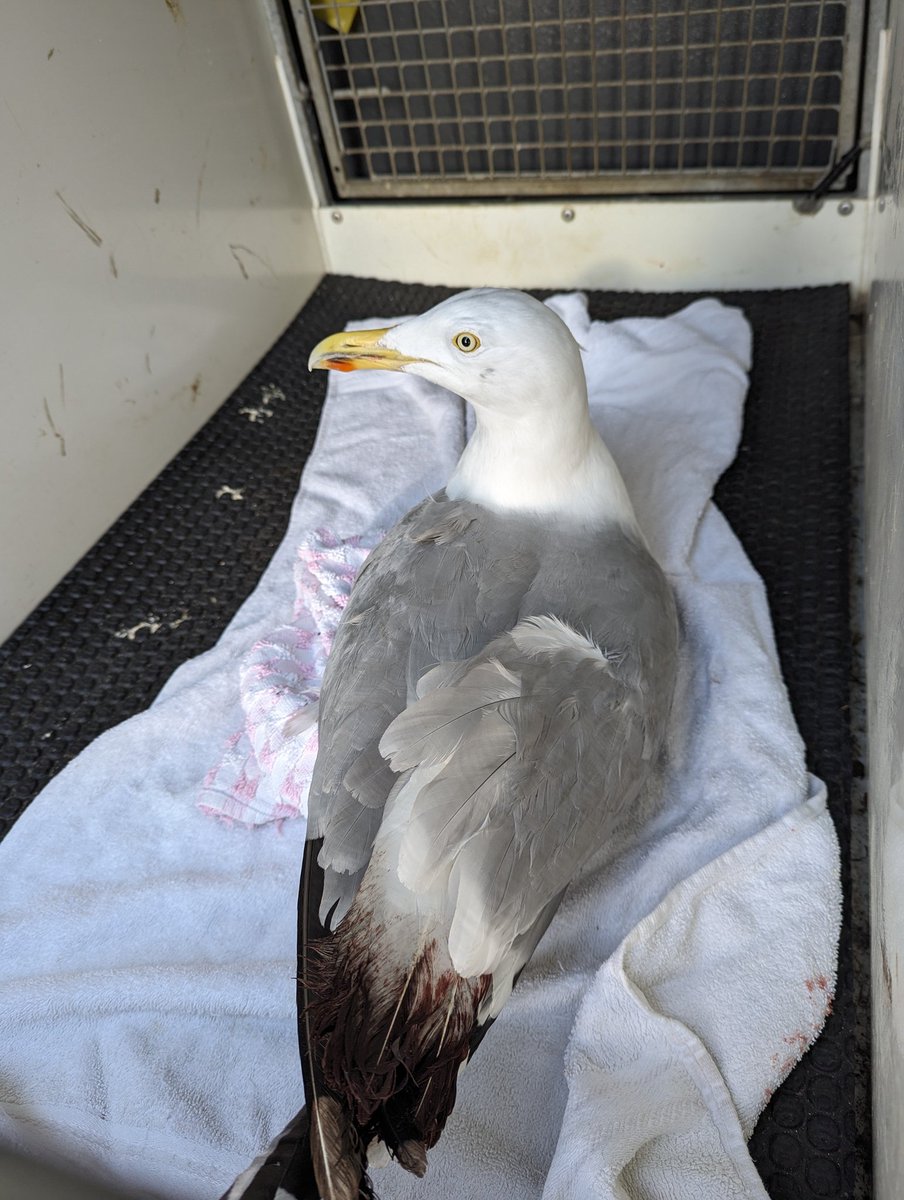 Success! Thanks to @MerseyFire for assistance. Gull looks like has good chance of full recovery 👍❤️