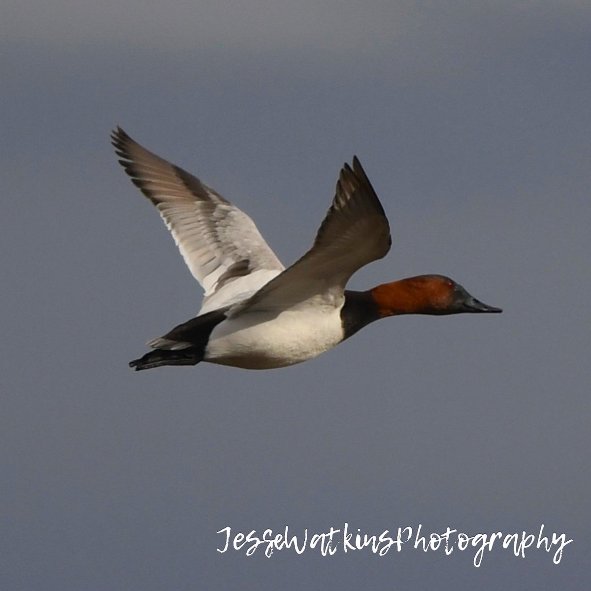 A Bull Canvasback who decided he had better places to be. Happy Fowl Friday!!! 

Nikon D500
Sigma 150-600mm
Jesse Watkins Photography 

#godscreation #canvasback #diverducks #ducksunlimited #ducks #waterfowl #waterfowlphotography #wildfowl #birdinflight #birds #birdphotography