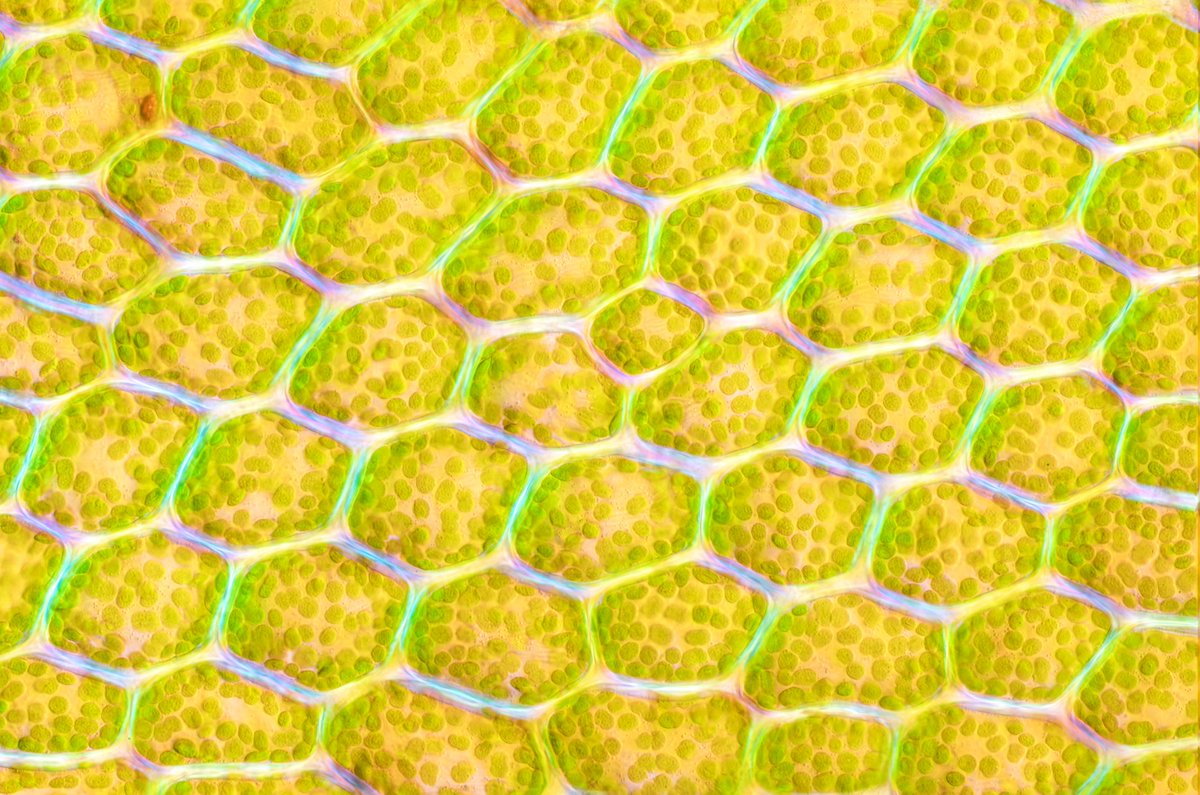 KarlGaff's tweet photo. x600 Focal stack Cinclidium stygium. Birefingent colours in the cell walls, polarisation microscopy.

#mossleaf #leaf #cells #biology #botany #innerspace #Universe #space #chloroplasts #chlorophyll #photosynthesis #science #sciencephoto #microscopy #microscopyart https://t.co/DQkUhEwYLm