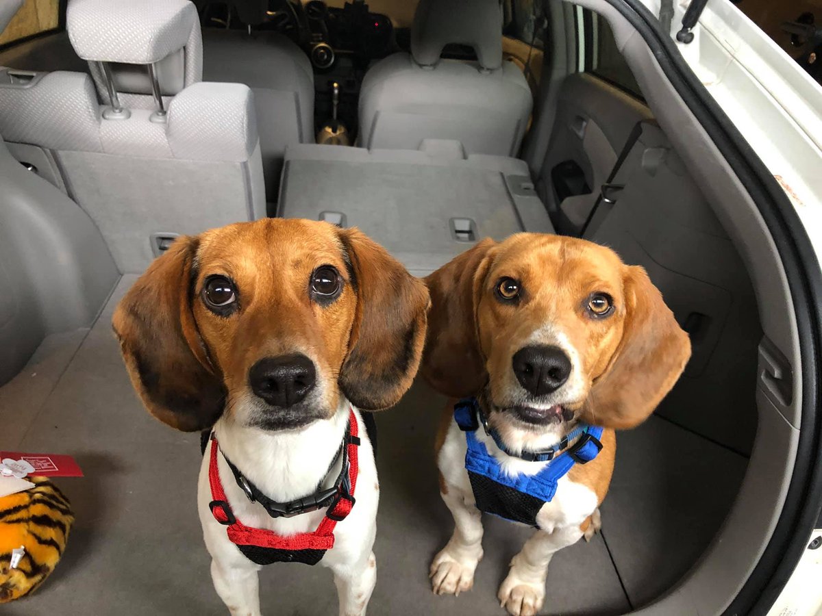 To keep our fosters safe and secure, we could use some more harnesses (and the price is very nice at Walmart!). If you would like to send a couple here is our registry link:

walmart.com/registry/RR/6b…

THANK YOU!!