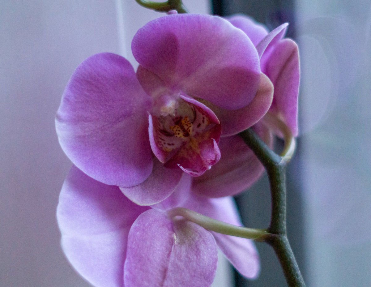 DorteHedengran's tweet photo. All my beautiful orchids are blooming 🌺
It was getting dark when I got this picture, but I was so happy when I saw it 😊
#Denmark #SonyAlpha #NaturePhotography #photooftheday #February16th #FridayVibes #FridayMood #Friday #Flowers #FlowerOfX #orchids
📸Dorte Hedengran https://t.co/AYreKxQZKm