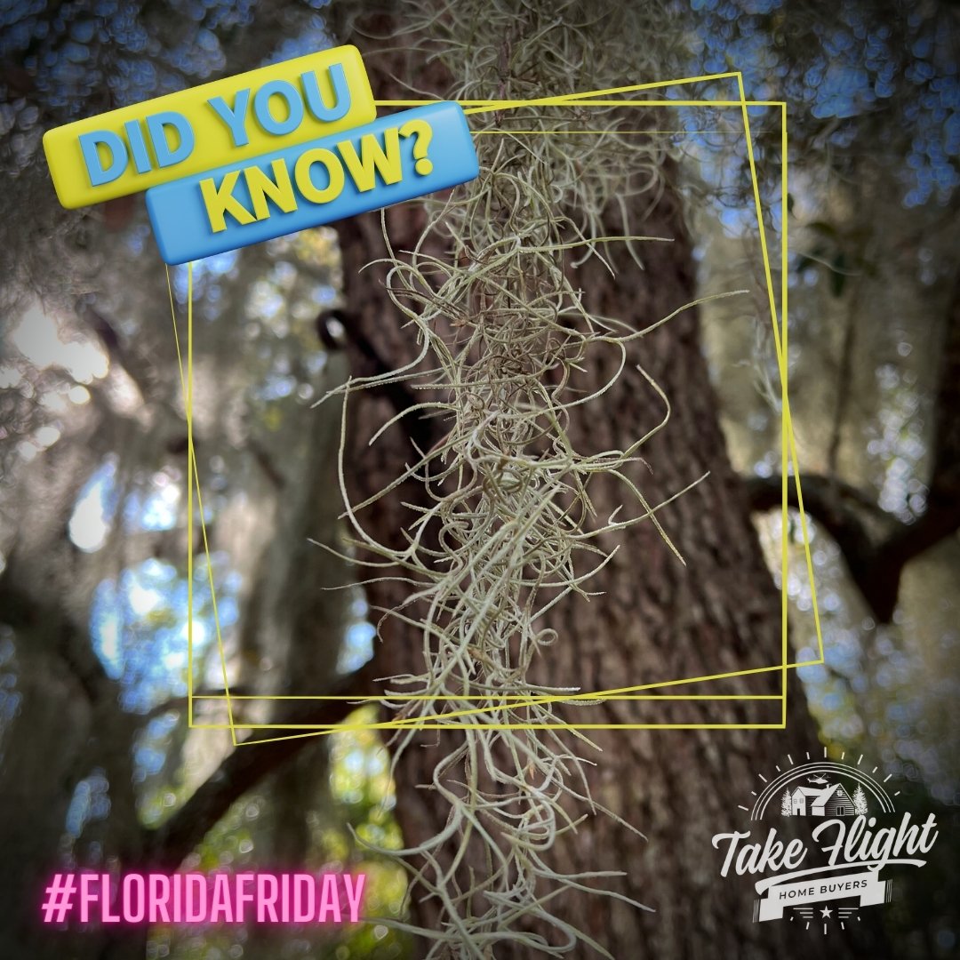 TakeFlightHB's tweet photo. #FloridaFriday Despite its name, Spanish Moss isn't actually a moss—it's an epiphytic plant related to the pineapple family!
#funfactfriday #PensacolaRealEstate #webuyhouses #nwfl #floridapanhandle #Pensacola #floridaliving #gulfcoast #sellyourhousefast #realestateinvesting https://t.co/f4eRnMwFly