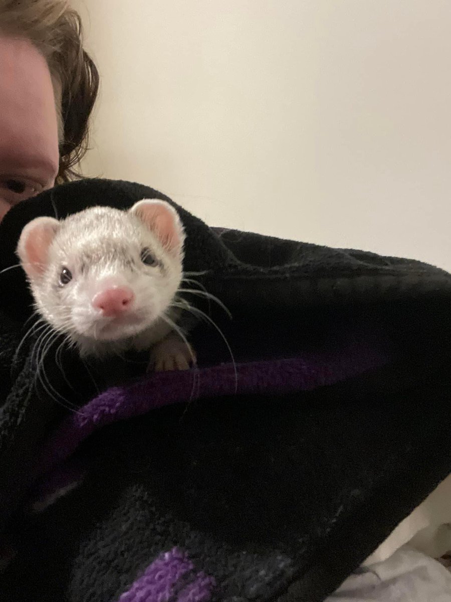 TortureMeDear's tweet photo. 3AM had to say goodbye to my little love of 6 years, Carbon. We tried to so hard &amp; your little heart didn’t want to give up but your body was ready. I’ll miss you so much my sweet boy. Life without you is going to be so hard. 💔😭 https://t.co/6IAxQtsAcu
