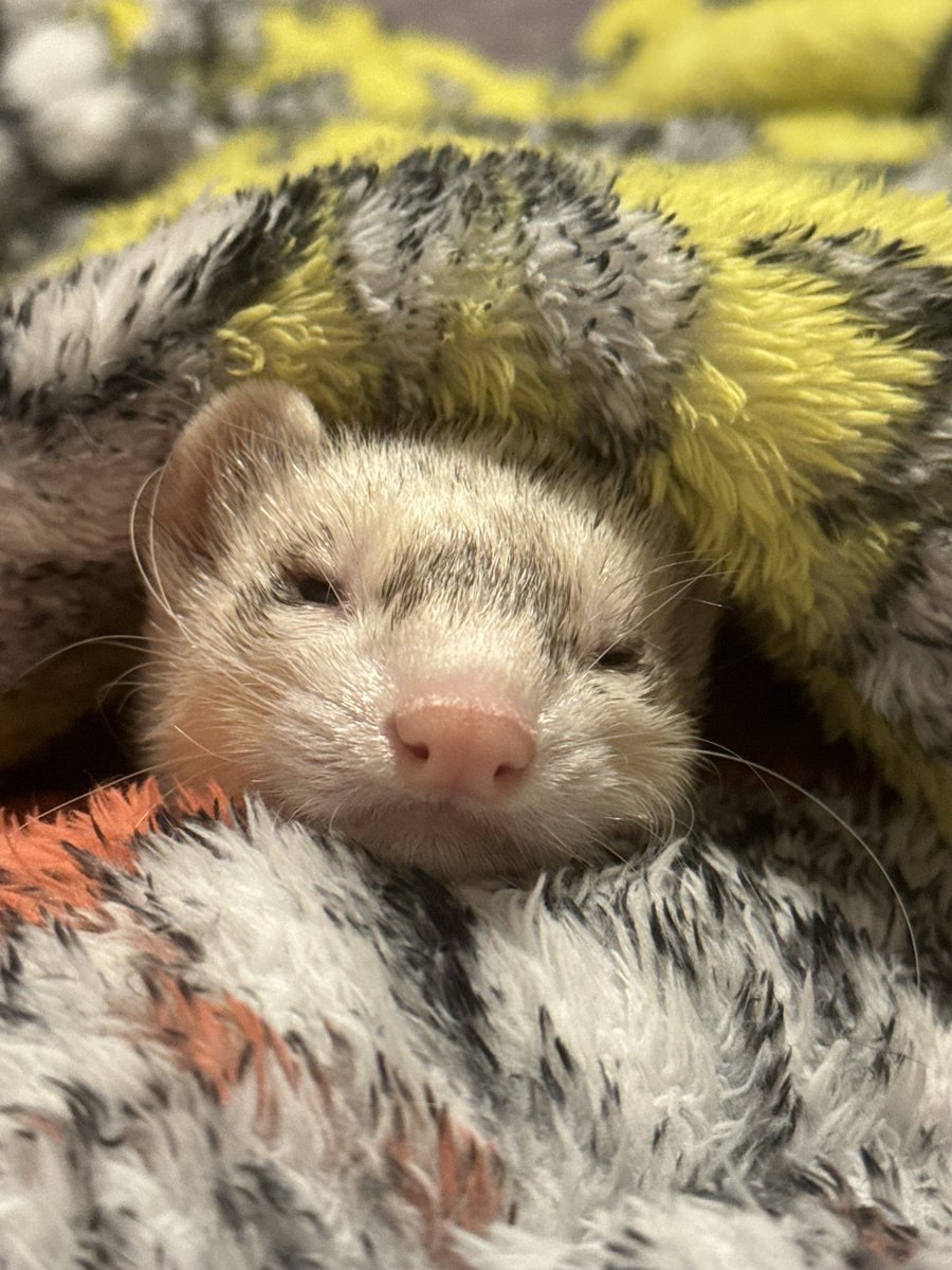 TortureMeDear's tweet photo. 3AM had to say goodbye to my little love of 6 years, Carbon. We tried to so hard &amp; your little heart didn’t want to give up but your body was ready. I’ll miss you so much my sweet boy. Life without you is going to be so hard. 💔😭 https://t.co/6IAxQtsAcu