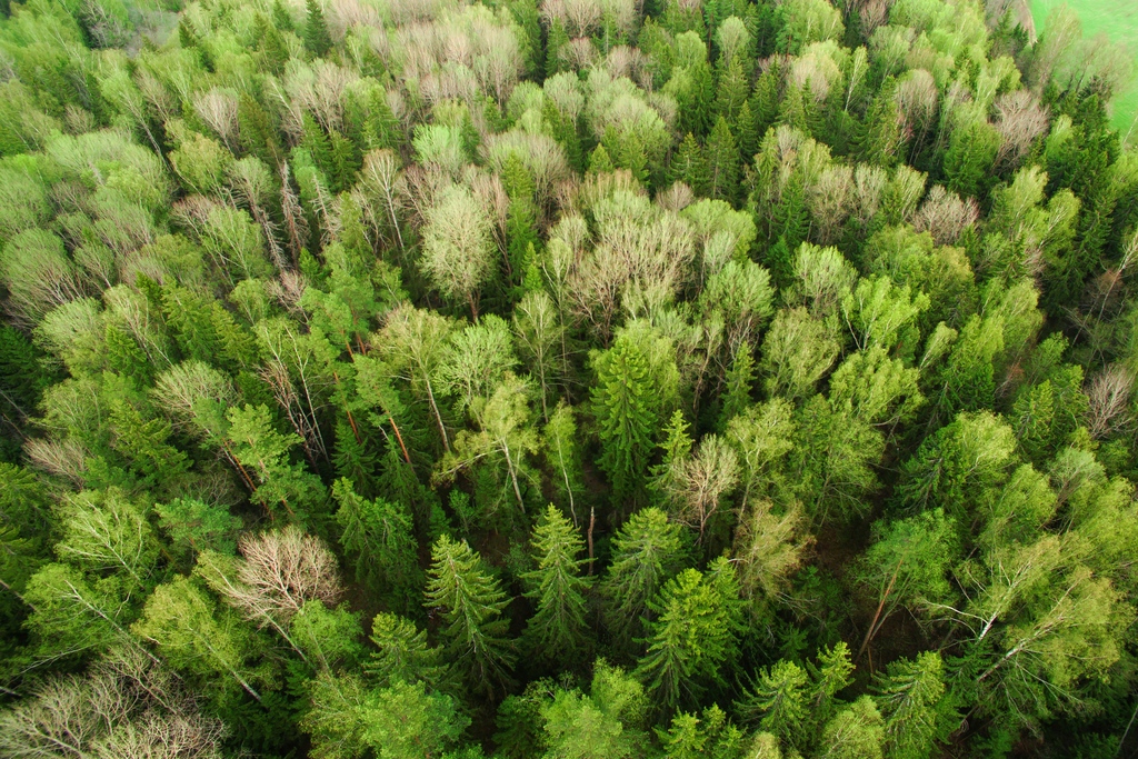 onetreeplanted's tweet image. Did you know there are over 60,000 tree species across the globe? 🤯 Most trees are either deciduous, like oaks and maples, with broad leaves that change color and fall off in autumn, or evergreen, like pine and cedar, retaining their needle-like leaves year-round. 🌲 #TreeFacts