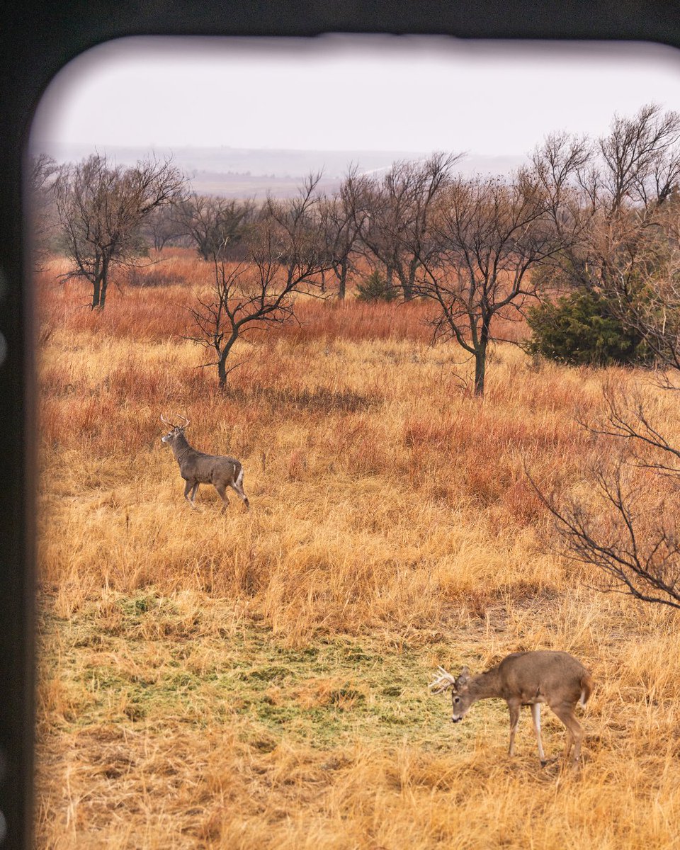 truball_axcel's tweet photo. Camouflage, Reduce Glare, and Be Silent to be the #BestinBowhunting. Our new T.R.U. Ball / AXCEL Archery Tacitica Bowhunting series can make this happen!
📸 Nick Kravitz
-
#RealNumber1
#LeadingTechnology
#ProvenResults
#truball_axcel #truballaxcel
#bowhunting #bowhunter #huntig https://t.co/BKMldThhTM
