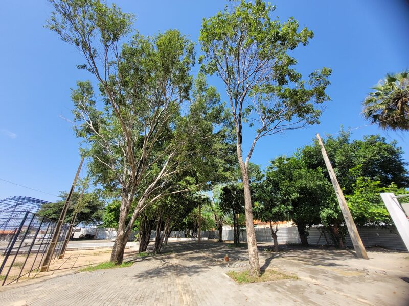 40grausthe's tweet image. O Viver+Teresina, da Semplan, busca adaptar a cidade às mudanças climáticas, priorizando a arborização e o plantio de novas mudas. #40graus #noticias #coberturavegetal #especiesnativas #teresina #teresinapiaui #meioambiente #vivermaisteresina 40graus.com.br/viverteresina-…