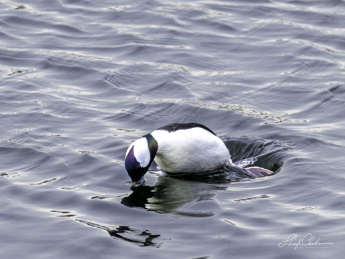 DiveArtist's tweet photo. Now you see him now you don’t. Bufflehead duck dive abruptly to feed and then resurface only to dive again, and again! This was taken at the Reservoir yesterday.
#bufflehead #buffleheadduck #birdcpp https://t.co/gh16kaICFv
