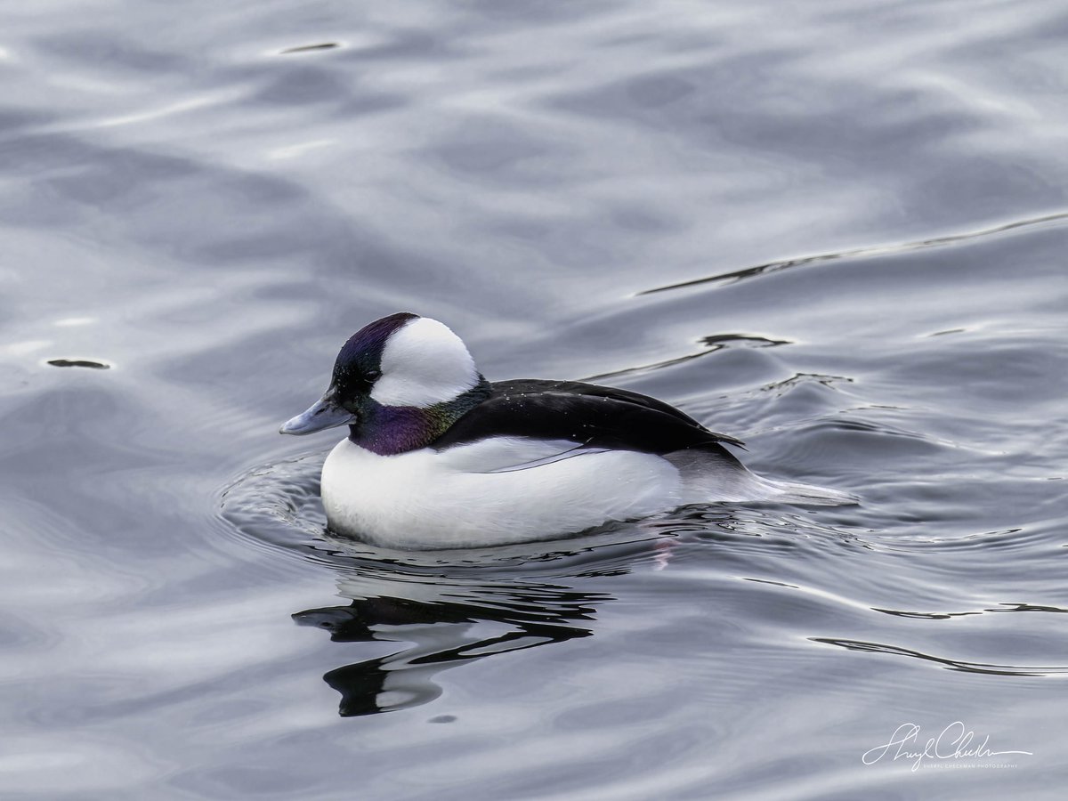 DiveArtist's tweet photo. Now you see him now you don’t. Bufflehead duck dive abruptly to feed and then resurface only to dive again, and again! This was taken at the Reservoir yesterday.
#bufflehead #buffleheadduck #birdcpp https://t.co/gh16kaICFv