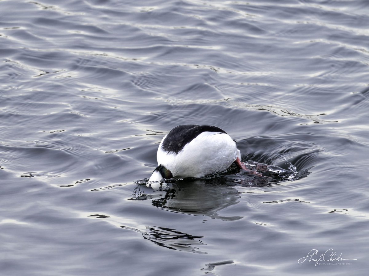DiveArtist's tweet photo. Now you see him now you don’t. Bufflehead duck dive abruptly to feed and then resurface only to dive again, and again! This was taken at the Reservoir yesterday.
#bufflehead #buffleheadduck #birdcpp https://t.co/gh16kaICFv