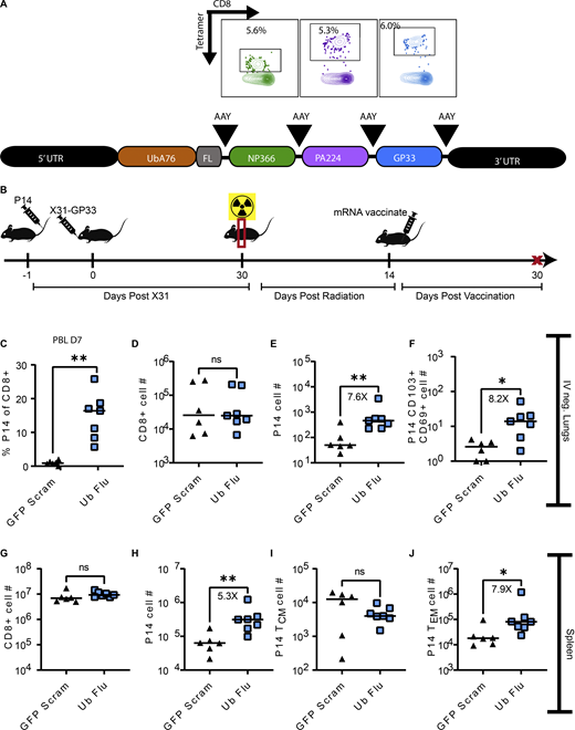 Thorax-targeted irradiation depletes lung TRM and diminishes protection, but spares circulating memory CD8+ T cells that can be boosted to regenerate lung TRM @JExpMed @HartyLab
doi.org/10.1084/jem.20…