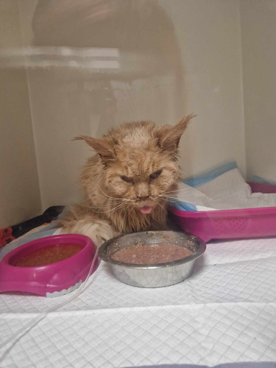 5 GODZIN DO KOŃCA ZBIÓRKI ‼️

PROSZĘ POMÓŻCIE 🙏

ratujemyzwierzaki.pl/dalila-i-yula-…