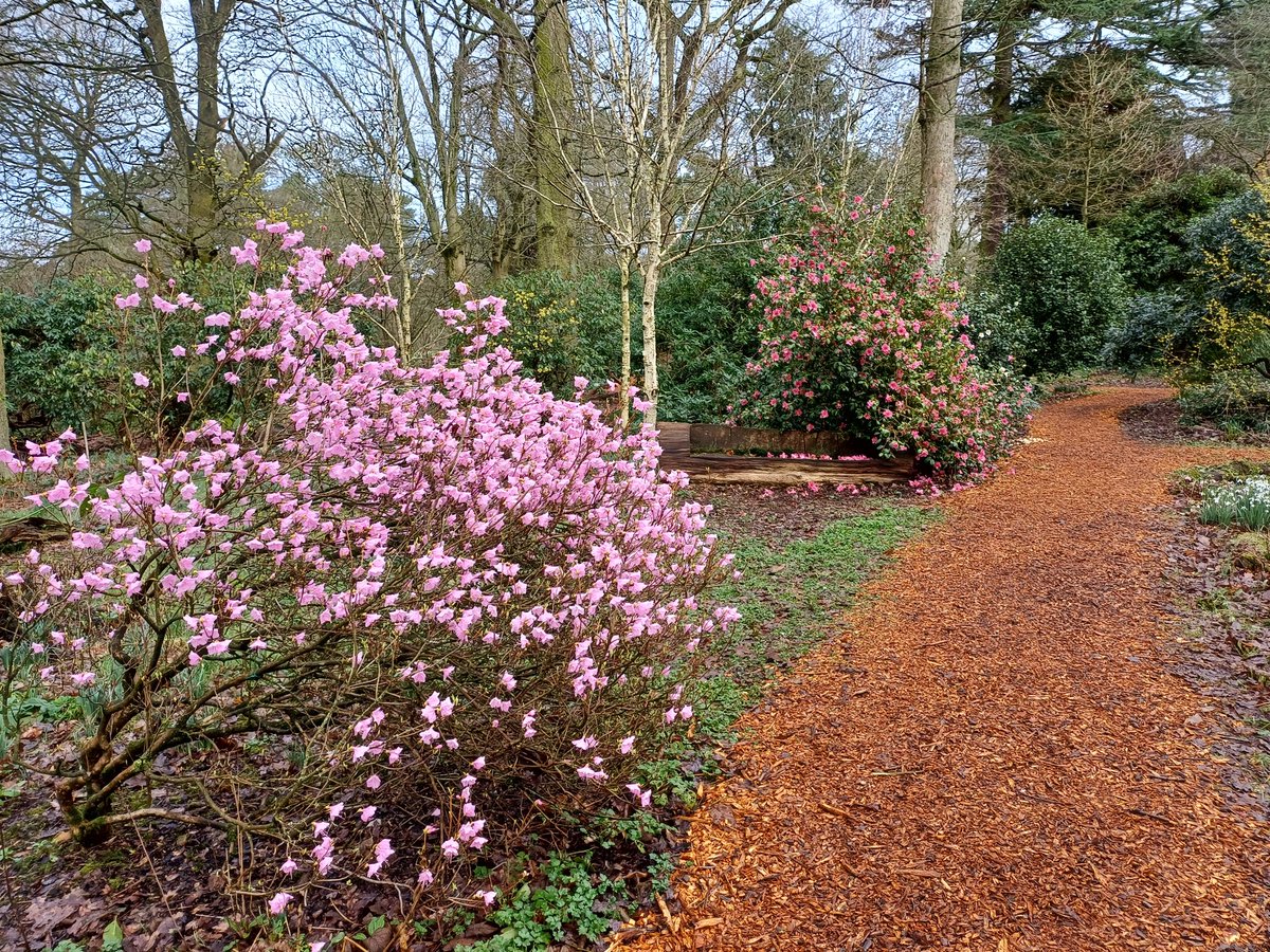 kendie's tweet photo. Snowdrop walk at Rode Hall. Snowdrops aren't as good as last year, not sure if it's too much rain and not enough sun. It's a lovely place for a wander. #rodehall #snowdrops https://t.co/9tWqWPk4jE