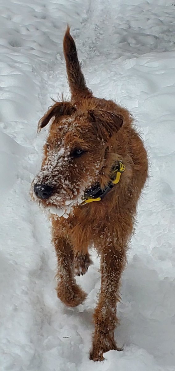 TownofBlueRiver's tweet photo. Jack us missing off of Blue River Road. Last seen at 7 am. https://t.co/FTMzlLeWid