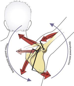 Omid_HopeUni's tweet photo. Muscle interactions during shoulder abduction
 
DEL: middle deltoid
LT: lower trapezius
MT: middle trapezius
SA: serratus anterior
UT: upper trapezius

#shoulder 
https://t.co/LJrhGSYyYB https://t.co/8U8ihTmpkF