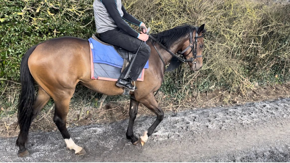 Anna_barlow7's tweet photo. Kameko filly in prep to breeze 🐎⚡️
@Tweenhills @Tattersalls1766 @BrzUps @byerleystud https://t.co/na8lmse375