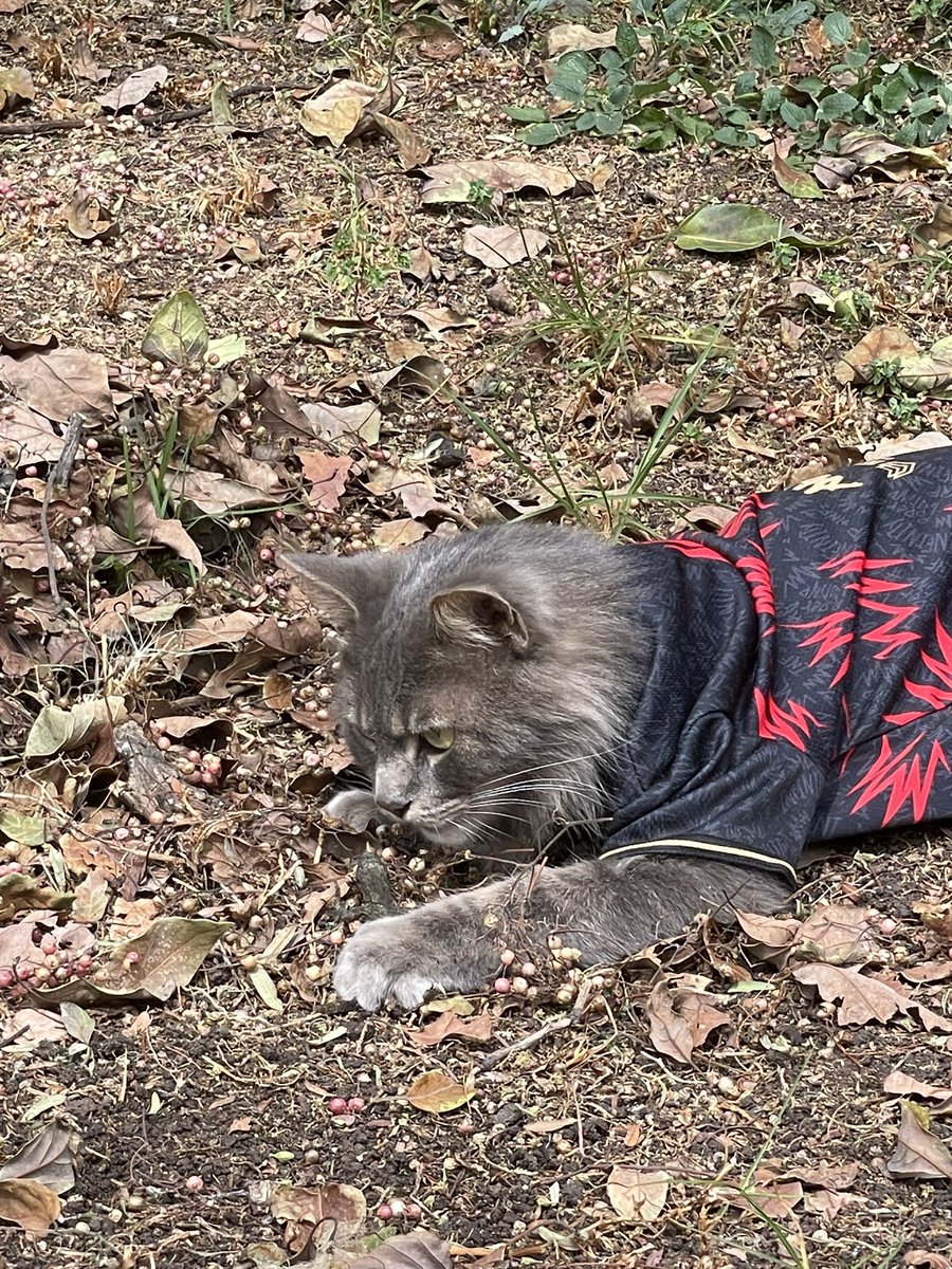 Les presento a nuestro nuevo Jungla !!! #LLA #goINF