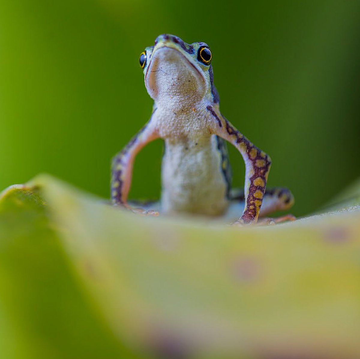 Did someone say weekend?
Stand tall, we made it! 💪🏽✨
It's #FrogFriday 
🐸: 𝘈𝘵𝘦𝘭𝘰𝘱𝘶𝘴 𝘤𝘰𝘺𝘯𝘦𝘪

📸© <a href="/Jaime_Culebras/">Jaime Culebras</a>