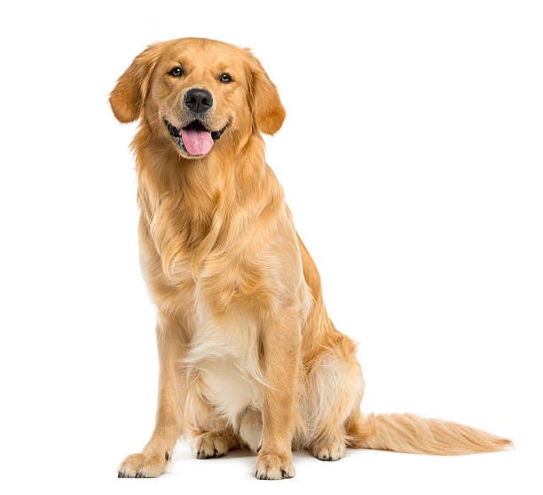 BioOneFortMyers's tweet photo. Dog feces in your home pose serious health risks! Don't let bacteria and odors linger, call Bio-One Fort Myers for safe and thorough cleanup services. Protect your family and pets today! #BiohazardCleanup https://t.co/og7r081I9N