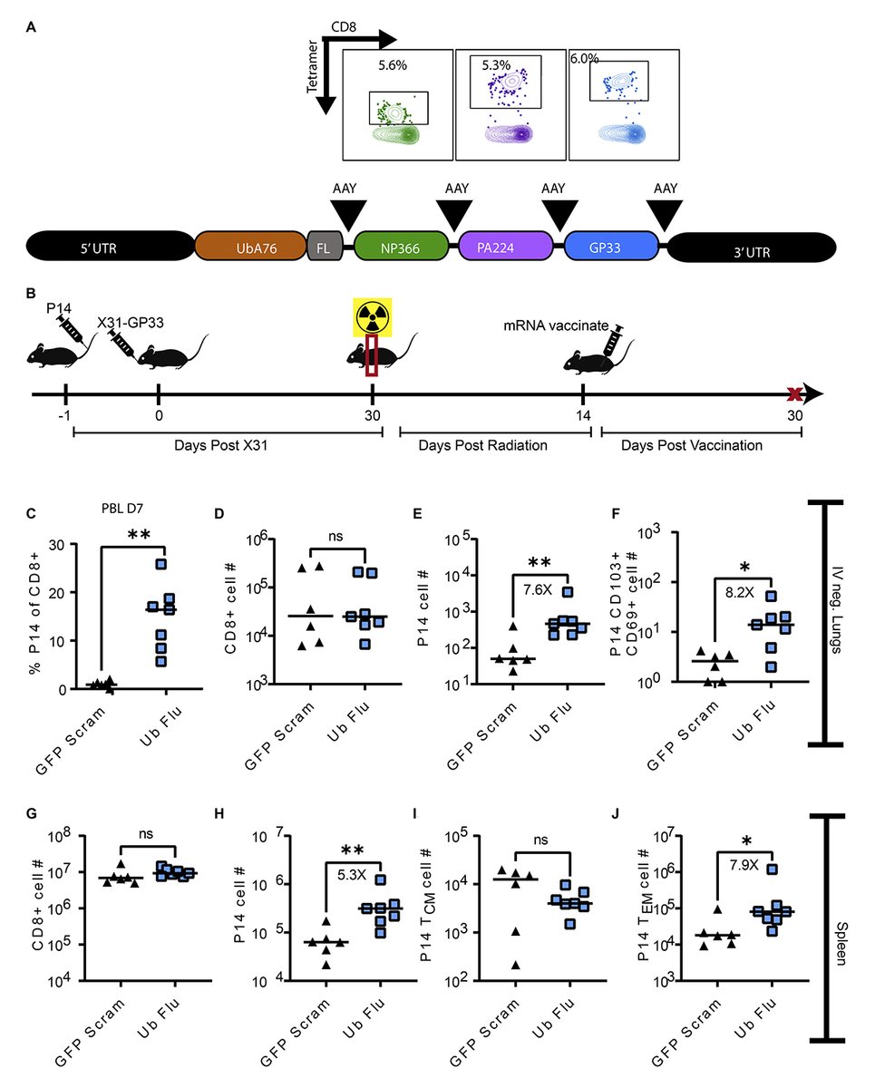 Hassert et al. @HartyLab @UIowaResearch show that thorax-targeted irradiation depletes lung resident memory CD8+ T cells (TRM) & diminishes protection, but spares circulating memory CD8+ T cells that can be boosted to regenerate lung TRM. hubs.la/Q02llkpJ0

@AliasgerSalem