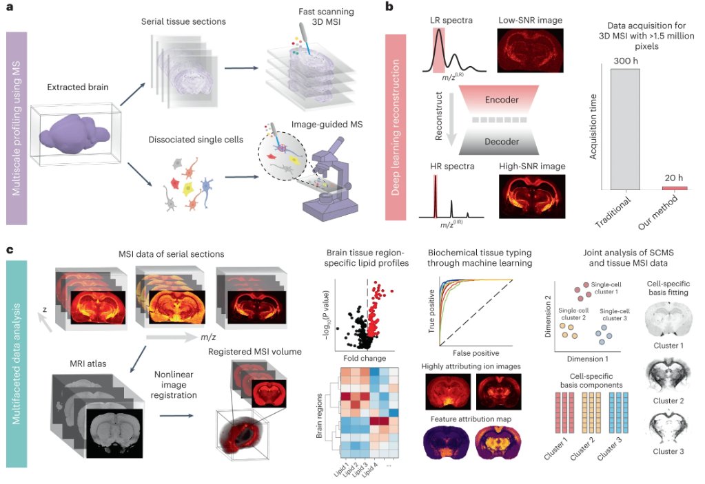 naturemethods's tweet photo. Out today from the Sweedler and Lam labs is MEISTER, an experimental and computational framework for mass spec that integrates 3D, organ-wide biomolecular mapping with single-cell analysis for multiscale profiling of spatial–biochemical organization. https://t.co/23sYiYnQDT https://t.co/PyIrzaFkEc