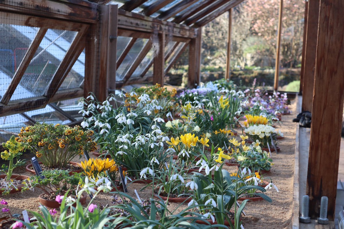 This weeks display in the Alpine house @TheBotanics