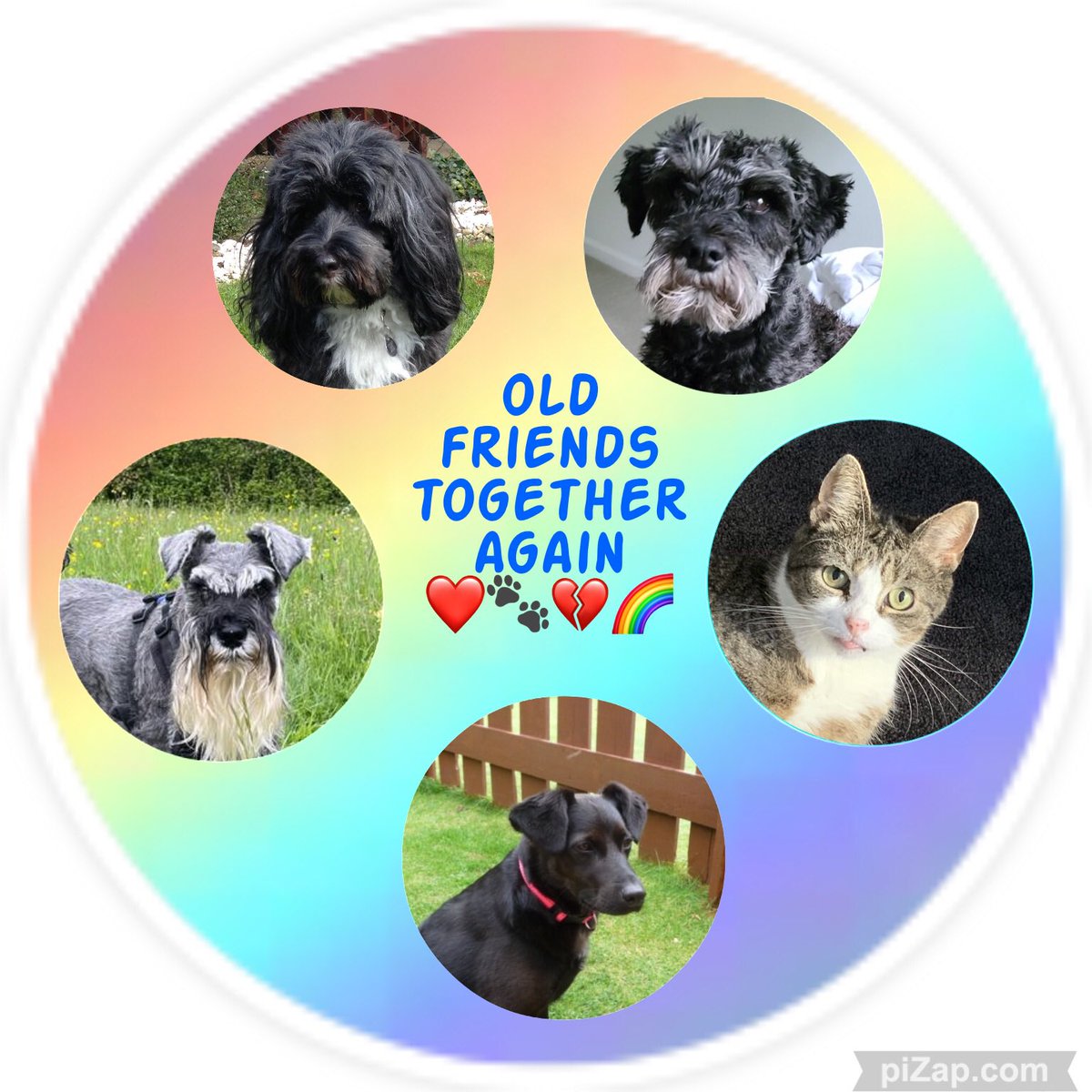 rotrujo's tweet photo. @CloudRiderz #FlyByFriday @StanPic25845029 @BenjiTibetan @sweetAbby20 
Remembering old friends, together again at 🌈: Benji, Smoke, DD, Abby, and Stan..Never forgotten, Always remembered, Forever loved ❤️🐾💔🌈 https://t.co/FcD9jV8jeb
