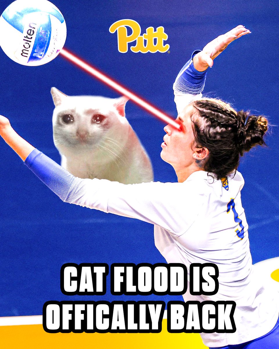 Pitt Volleyball tweet media