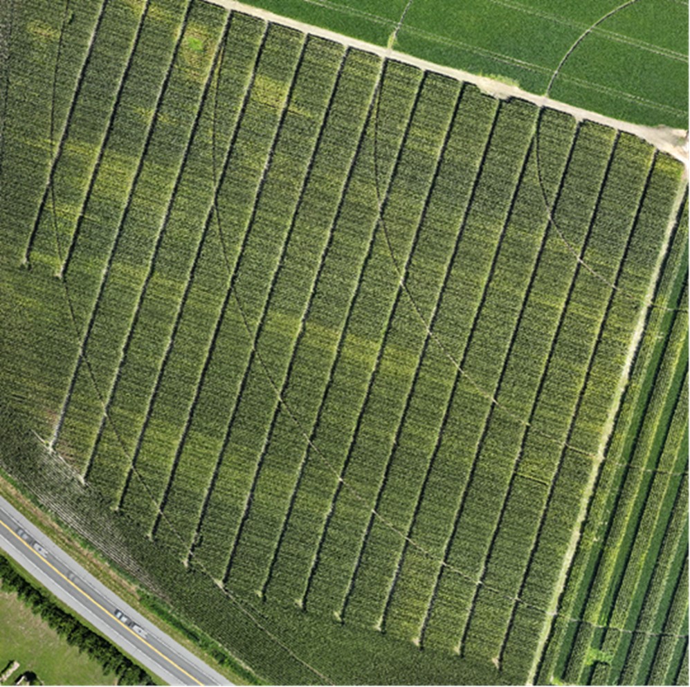 DEagronomy's tweet image. A 2023 study on 14  biological products by @UDIrrigation  did not find any yield benefit over a non-treated control for corn. Read more on the blog -&amp;gt; sites.udel.edu/agronomy/2024/…