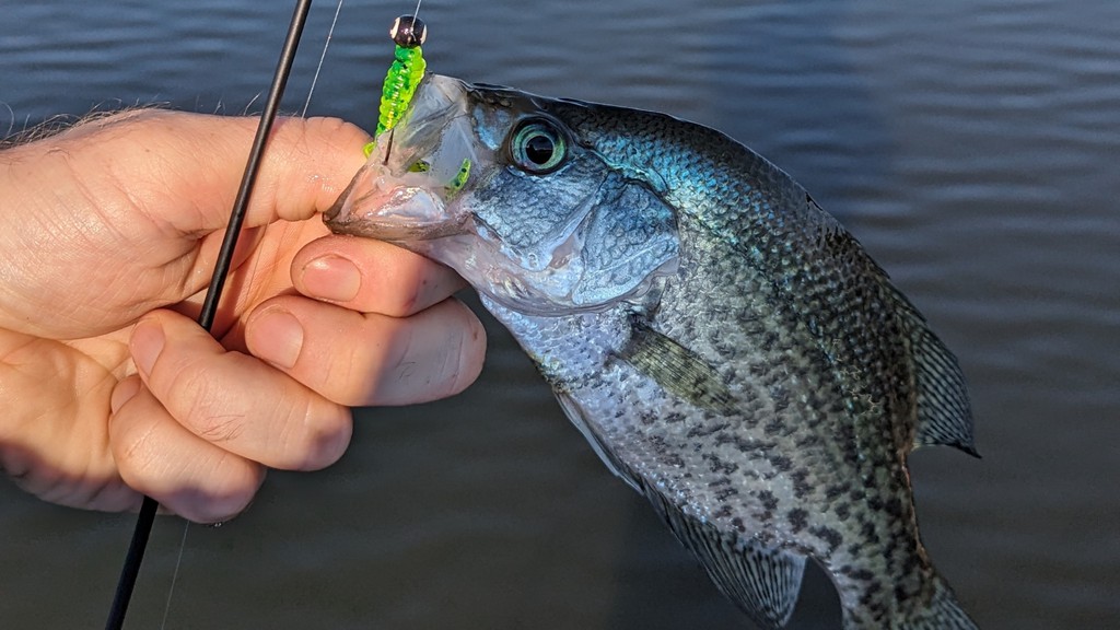 FishYourBest's tweet photo. Catch more than just fish - catch insights on crappie feeding patterns! Learn essential tips for successful fishing. 

Read more 👉 https://t.co/6b5kZrksVc

#WhatCrappieEat #CrappieStrategy #CatchCrappie #CrappieTips #YieldGoodResults https://t.co/kSAuiBGJKz