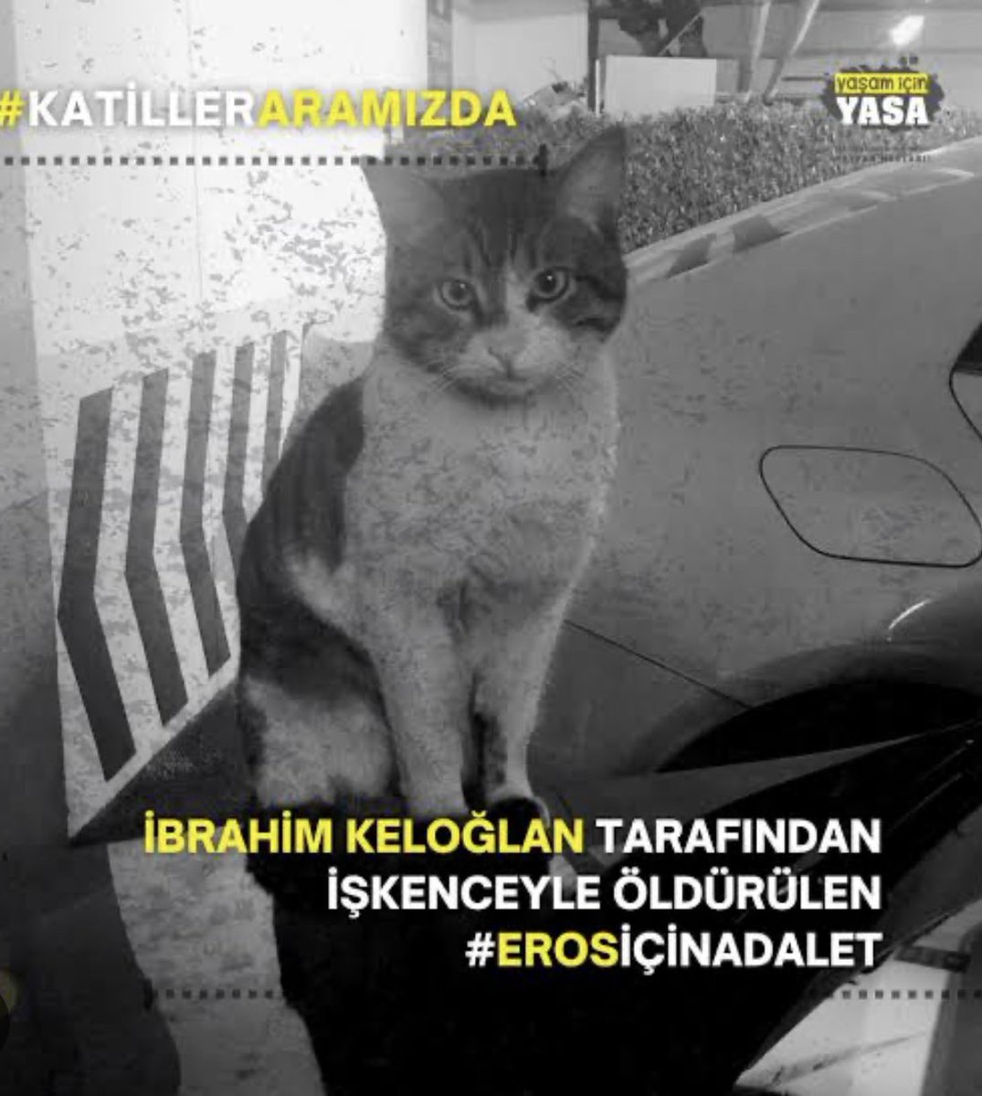 6 dakika yüzüne bakıp miyavlayan, acı çeken, yalvaran yavru bir kediyi tekmeleyip kanlar içinde bırakıp öldüren yarrak kafalı cani, imkan ve şartlar oluşursa bir insanı da  dakikalarca boğar, bıçaklar, darp eder, öldürür. Seri katiller hayvanla başlar #ibrahimkeloğlantutuklansın