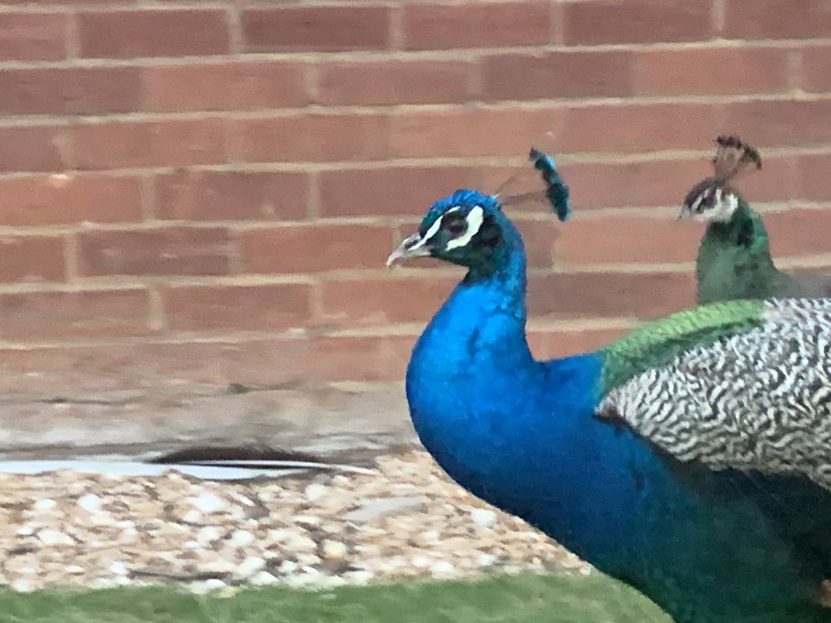 To all my colleagues at <a href="/_BSTP/">Beds Schools' Training Partnership</a> <a href="/shirefoundation/">The Shire Foundation</a> <a href="/CTGtraining/">Chiltern Training Group (CTG)</a> <a href="/TMAITTP/">Two Mile Ash Initital Teacher Training Partnership</a> From me and these lovelies! Have a great half term and thanks for all the hard work you do. <a href="/brummydwnsouth/">jenny langford</a> <a href="/ClaireLJustin/">Claire Justin</a> <a href="/rogersjanna1/">Anna Rogers</a> <a href="/MsMcGivern/">Clare McGivern</a> <a href="/HarriLouisePage/">Harriet Page</a> <a href="/cheryl_B_CTSH/">Cheryl Brown</a> @AHLGould <a href="/unleashing_me/">Unleashing Me</a>