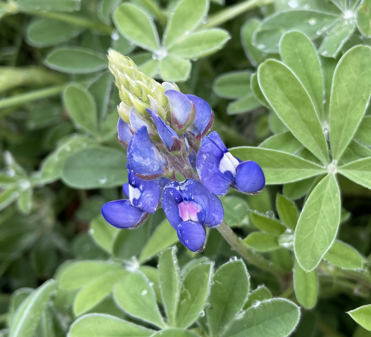 bloom in February…you can,too!!! Shine your light and see what grows🌟