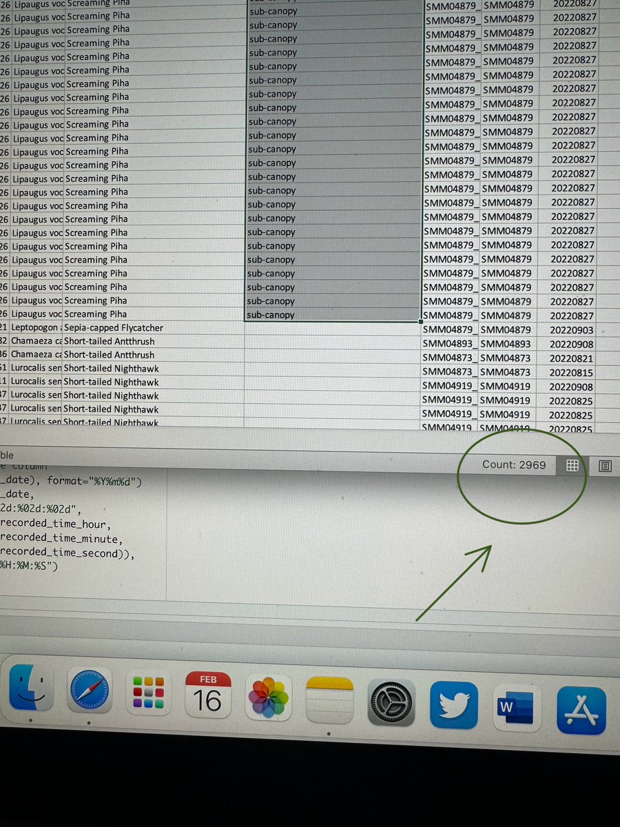 Aurora #LicencedBirdRinger tweet media