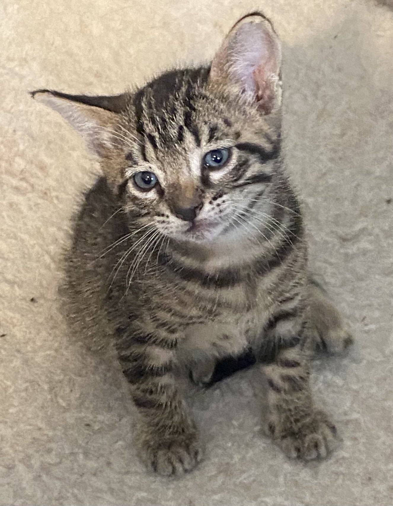 Pretty little kitten cheap