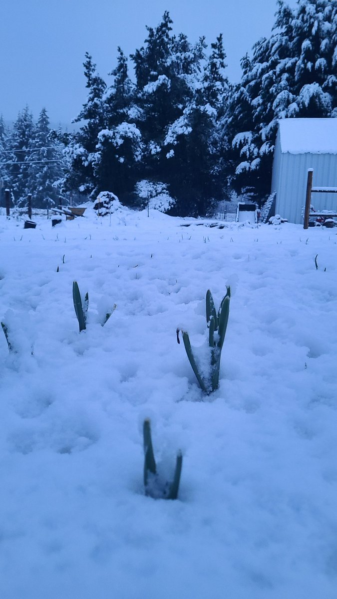 LonelyPinesFarm's tweet photo. And here's the garlic, standing tall 🧄 #garlic #garlicfarm #elephantgarlic https://t.co/B2Vfw1Dcjd