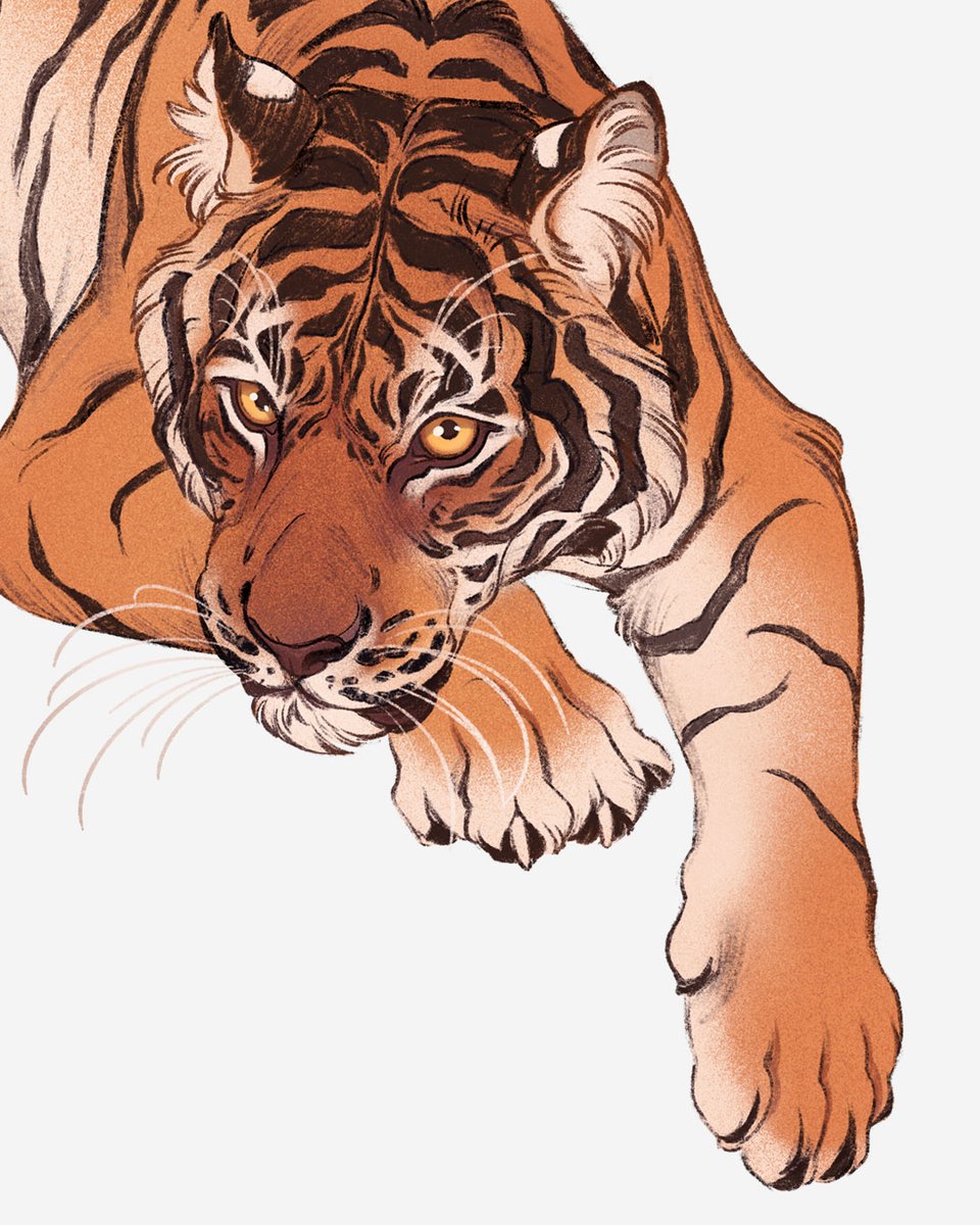 Striped burrito for #febroary! #tiger #tigerart