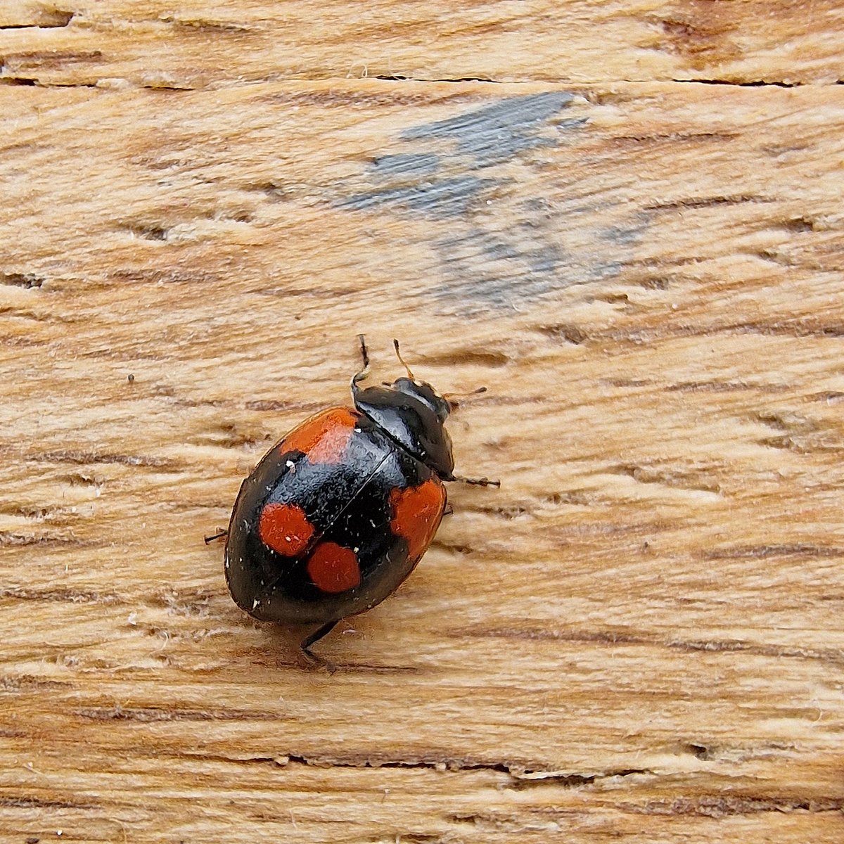 'Amongst the annual invasion of Harlequin Ladybirds was this delicate beauty. It is a 2-Spot, a variable species, this one sporting the black wing cases with four red spots!' Tammy #TheWeekinWildlife #SolaceinNature #LoveWildlife