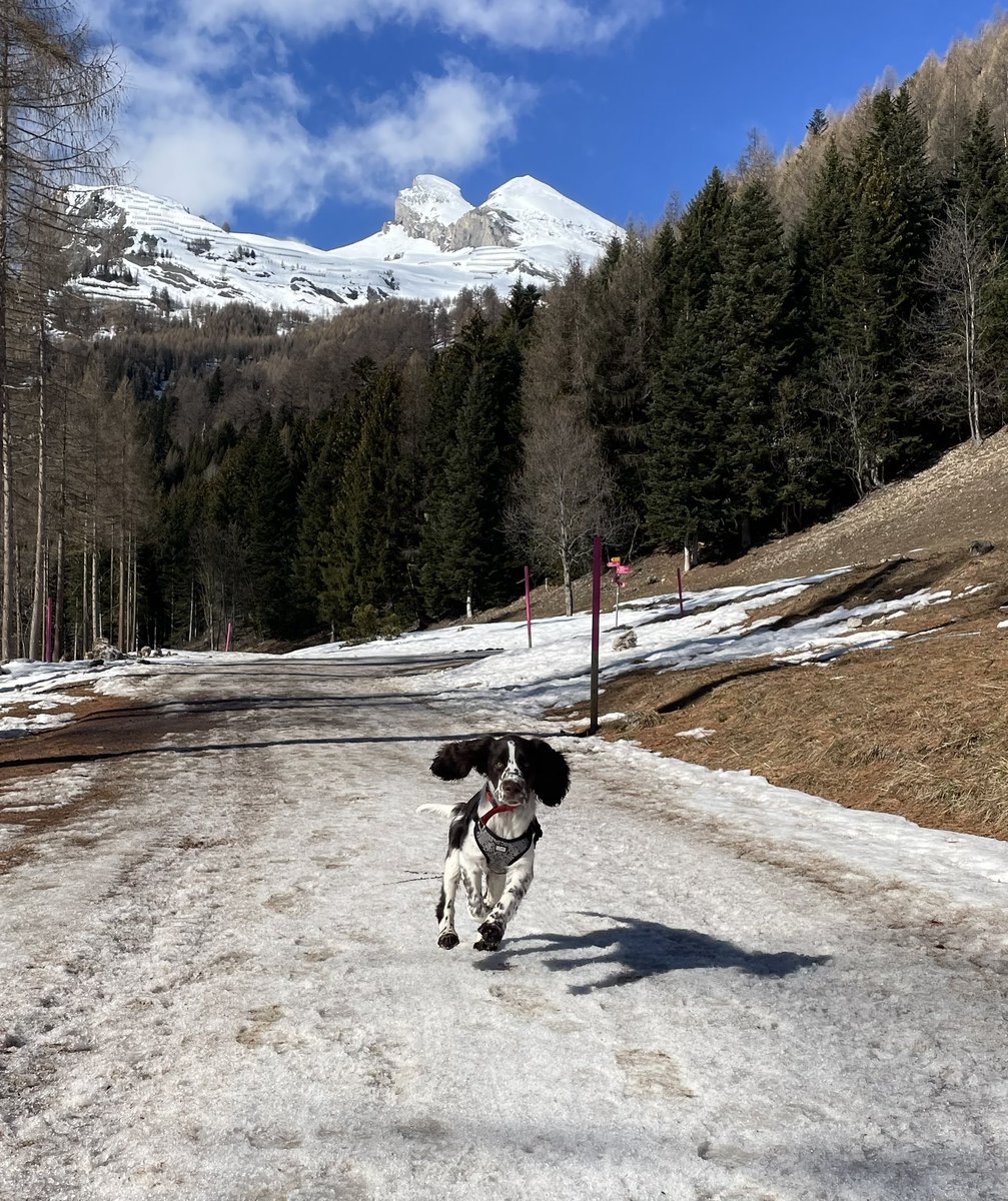 Two rejections within three days. When it rains it pours … but what better way to forget than going for a walk with this cutie pie #academiclife