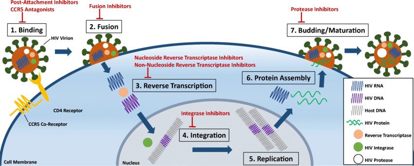 Question for AIDS/HIV/Virus Deniers:

If HIV doesn't cause AIDS, and viruses aren't real, then why do antiretroviral therapy drugs work? 

They target particular proteins and processes ONLY used by the virus. 

Can someone explain this in a way that explains the non-existence of…