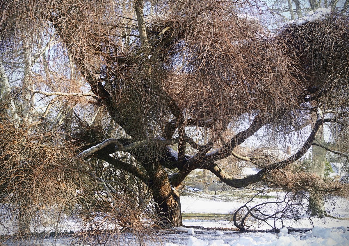 楡  weeping elm 
#木 #elm #tree #camperdownii #Ulmusglabra #MiddletownRI