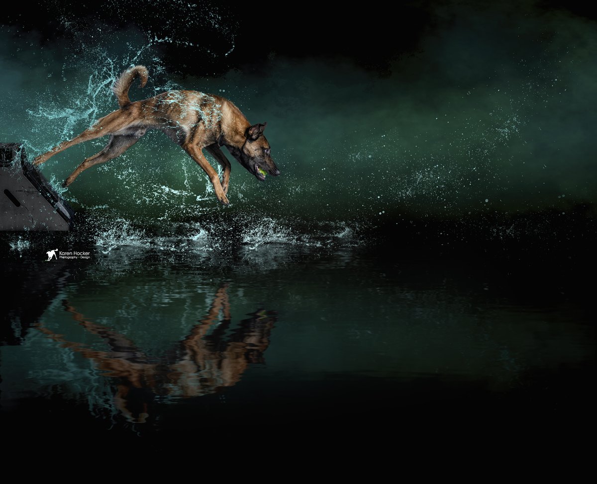 khphotography's tweet photo. Victor had a great time during his Black Action portrait session where we created these stunning and dynamic portraits.
#dogs #dogsinaction #dogsplashphotos #karenhockerphotography #karenhockerphoto #belgianmalinois #professionalphotographer #professionaldogphotographer https://t.co/VWyAMpvhrk