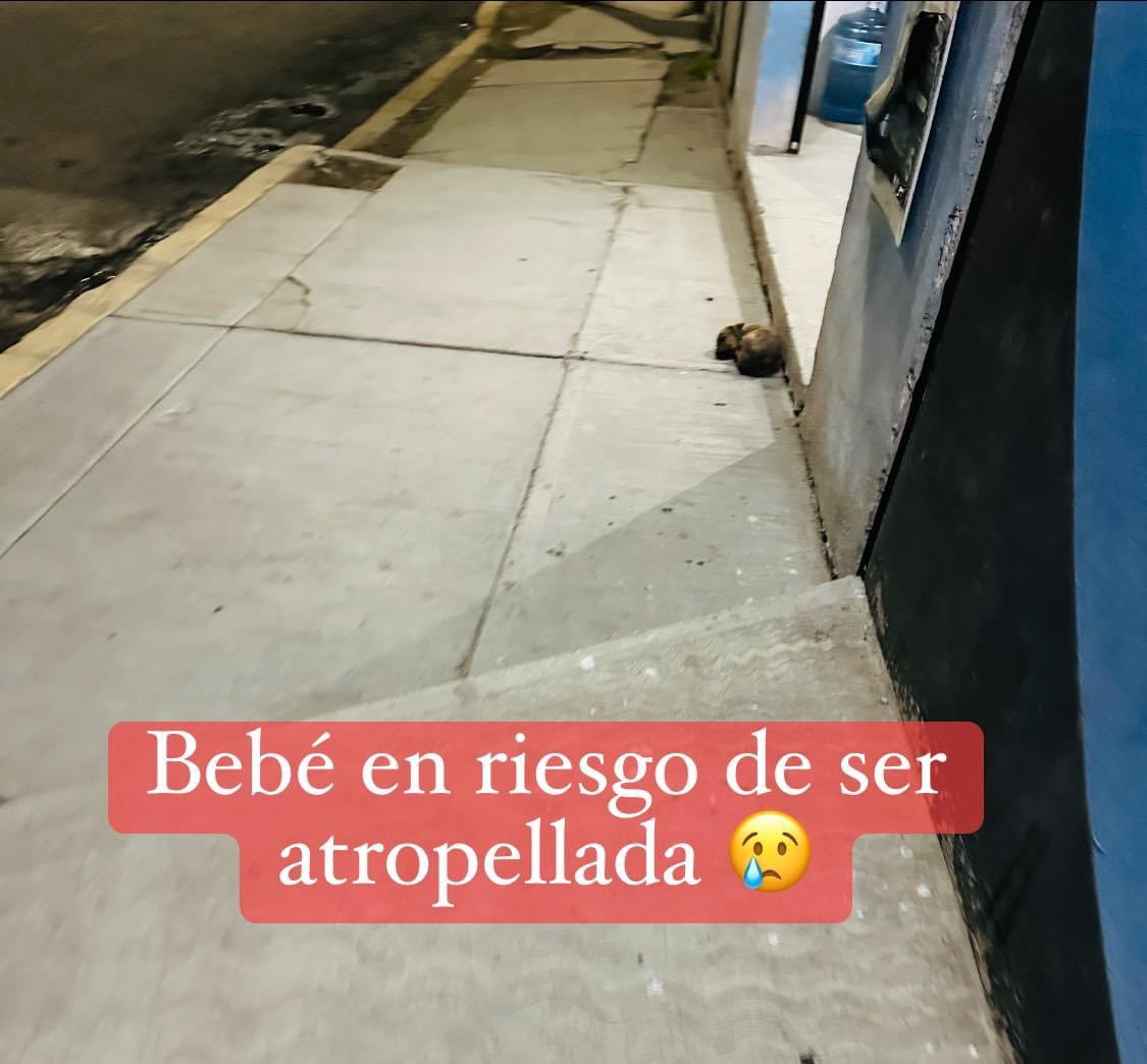 Plu2Desampara2's tweet photo. Nadie a preguntado por la adopción de mi chiquita hermosa 😞 si no es adoptada así de bebé menos cuando sea adulta ☹️ por favor compartan para que se haga viral y las posibilidades de adopción sean mayores. 

Ya a sufrido mucho a su muy cortita edad ayudémosla 🙏🙏🙏 

Mayores informes al 5538007358

@ElPesoPluma @victoriaruffo31 @braviela @azelarobinson @rbarriosfuentes @abogada_karlach @KarlTiGa @MrElDiablo8  nos apoyan dando RT para que 𝐁𝐎𝐍𝐈𝐓𝐀 sea adoptada