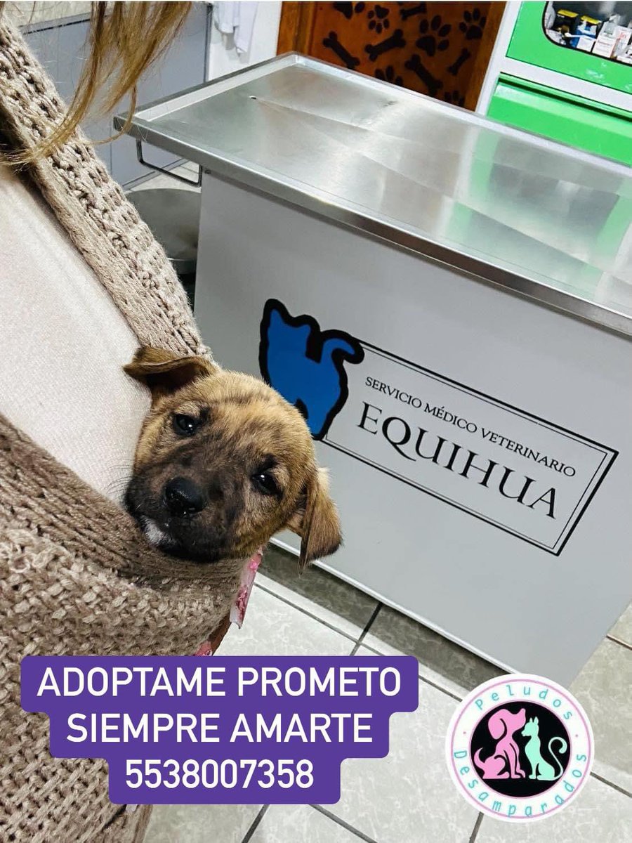 Plu2Desampara2's tweet photo. Nadie a preguntado por la adopción de mi chiquita hermosa 😞 si no es adoptada así de bebé menos cuando sea adulta ☹️ por favor compartan para que se haga viral y las posibilidades de adopción sean mayores. 

Ya a sufrido mucho a su muy cortita edad ayudémosla 🙏🙏🙏 

Mayores informes al 5538007358

@ElPesoPluma @victoriaruffo31 @braviela @azelarobinson @rbarriosfuentes @abogada_karlach @KarlTiGa @MrElDiablo8  nos apoyan dando RT para que 𝐁𝐎𝐍𝐈𝐓𝐀 sea adoptada