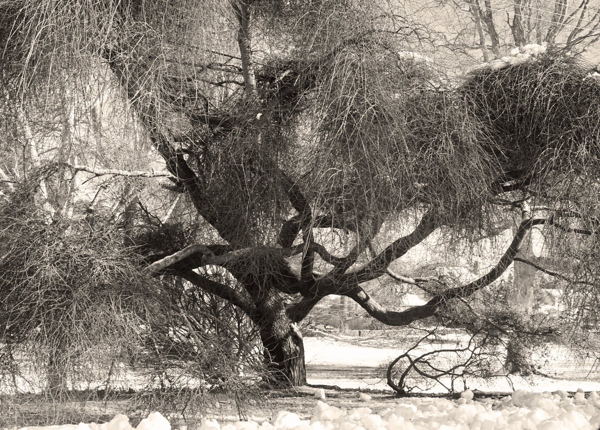 Between our two lives
there is also the life of
the cherry blossom.

― #MatsuoBasho

楡 weeping elm
#木 #trees #camperdownii #Ulmusglabra #monochrome #blackandwhite #blackandwhitephotography #MiddletownRI